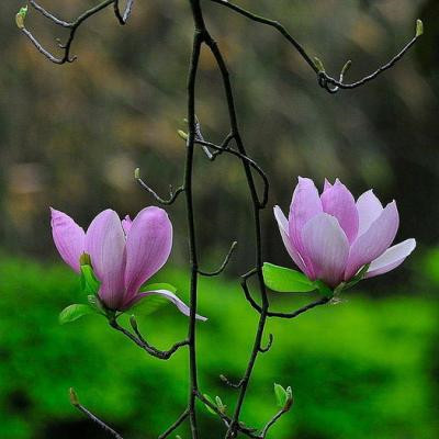 2023年适合永久做头像的图片(共24张)