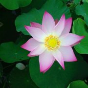 好运连连莲花微信头像图片(12张)