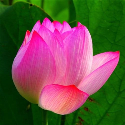 好运连连莲花微信头像图片(12张)