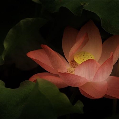 好运连连莲花微信头像图片(12张)