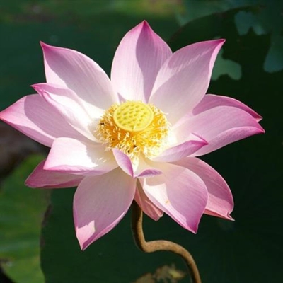 好运连连莲花微信头像图片(12张)