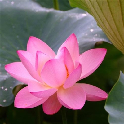 好运连连莲花微信头像图片(12张)