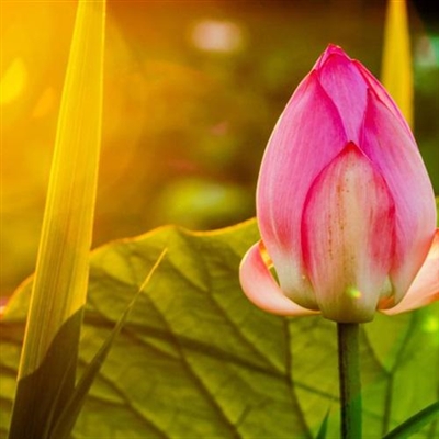 好运连连莲花微信头像图片(12张)