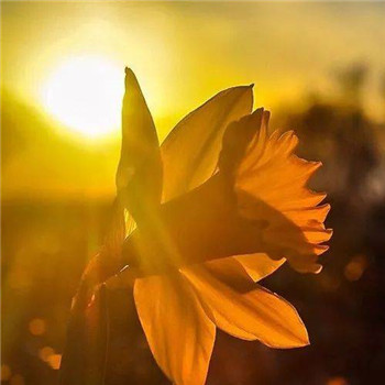 好看又带来好运的微信头像(22张)