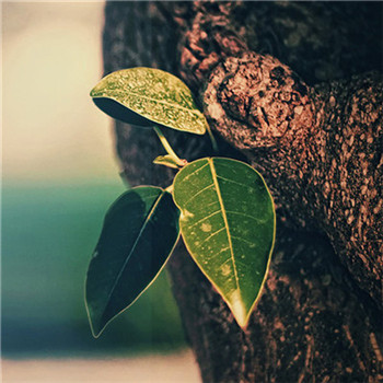 好看又带来好运的微信头像(22张)