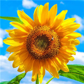 好看又带来好运的微信头像(22张)