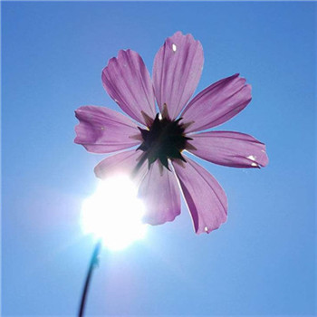 好看又带来好运的微信头像(22张)