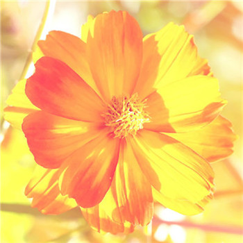 好看又带来好运的微信头像(22张)