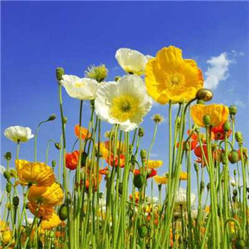 好看又带来好运的微信头像(22张)