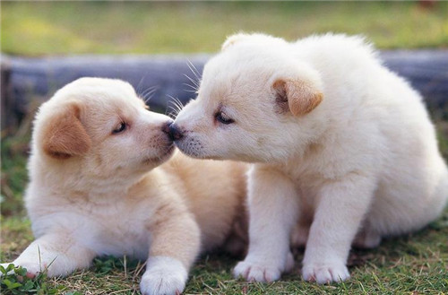 笑翻你的搞笑说说_世界那么乱装纯给谁看