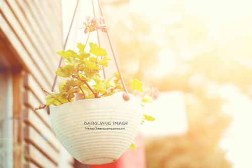 描写生命的优美句子_生命不存在延续