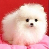 可爱狗狗头像大全 qq可爱狗狗头像