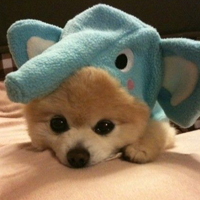 可爱狗狗头像大全 qq可爱狗狗头像