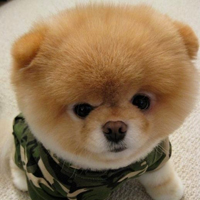 可爱狗狗头像大全 qq可爱狗狗头像