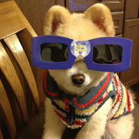 可爱狗狗头像大全 qq可爱狗狗头像