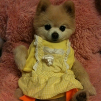 可爱狗狗头像大全 qq可爱狗狗头像