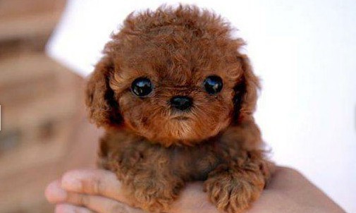 百里挑一超经典搞笑说说 北京的交通差点饿死人