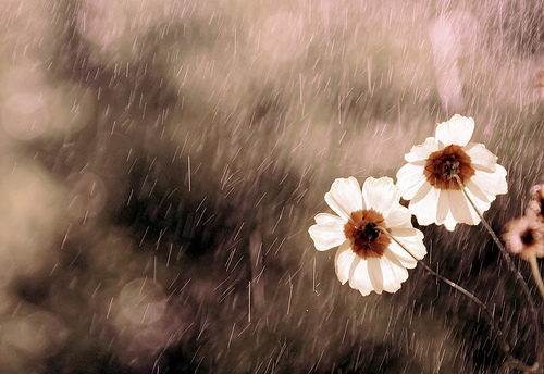 形容下雨天的唯美句子_春雨像一位天使