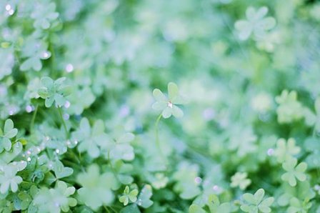 写叶子的优美句子