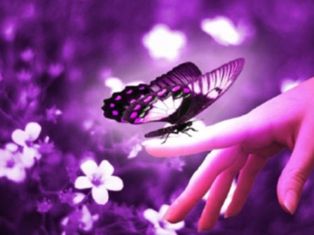 夏天优美的句子赏析