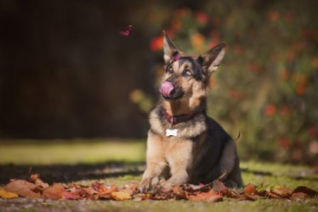 关于落叶的唯美句子