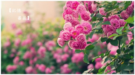 年轻不懂爱情经典句子