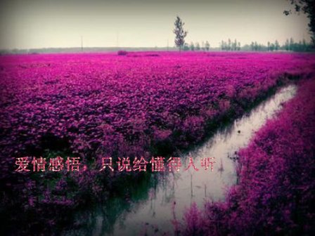 感悟人生的经典句子