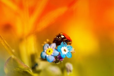 牵牛花唯美句子