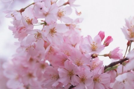 唯美古风表白的句子