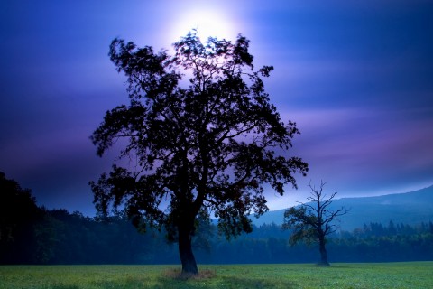 感恩自然的句子