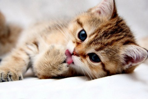 描写夕阳的好段