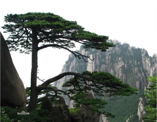 怀念奶奶的句子