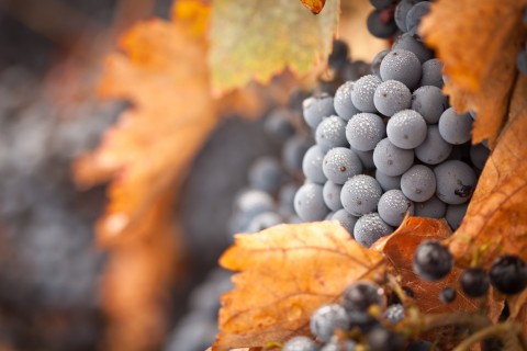 描写风和云的诗句