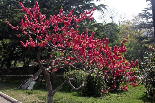 春光明媚的句子