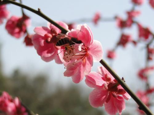 春光明媚的句子