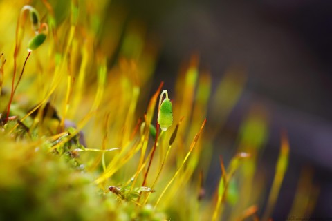 期待爱情美好的句子
