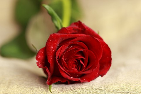 期待爱情美好的句子