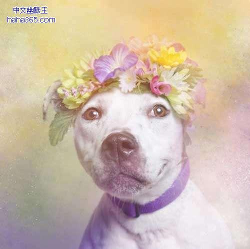 搞笑唯美的句子