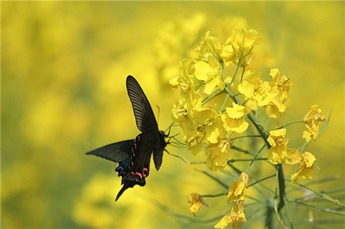 描写草地的句子