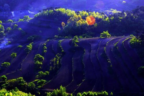 赞美春天的句子