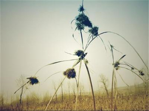 思念家人的句子