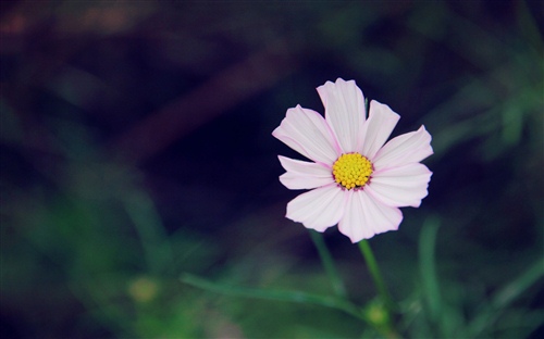 描写春天美丽景色的句子 描写春天景色的一段话