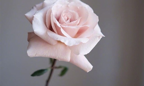 祝三八妇女节快乐微信朋友圈说说