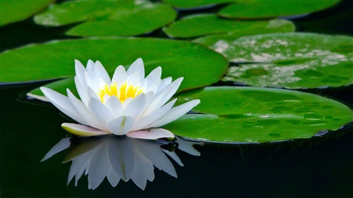 朱自清《荷塘月色》中的好句子