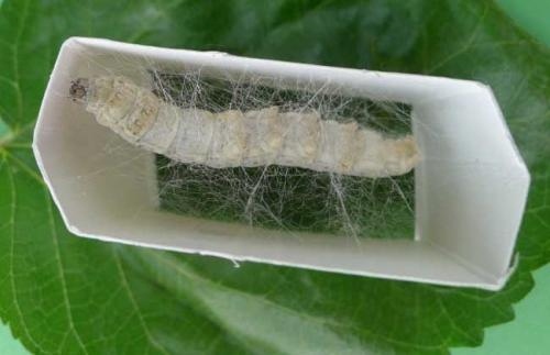 关于蚕茧的好句子 描写蚕破蛹而出的好句