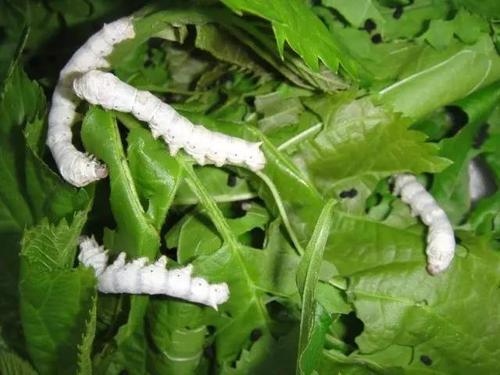 关于蚕茧的好句子 描写蚕破蛹而出的好句