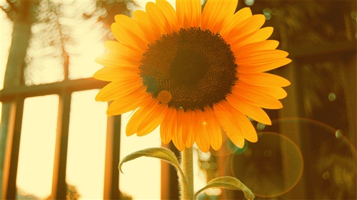 鼓励勇敢坚强的话语 必须坚强勇敢表示鼓励的句子