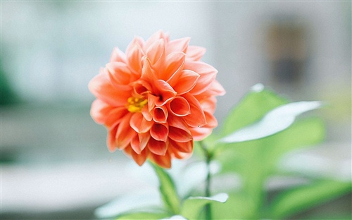 军嫂语录 适合军嫂发的朋友圈