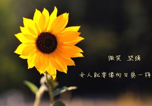 适合中午发圈正能量的句子