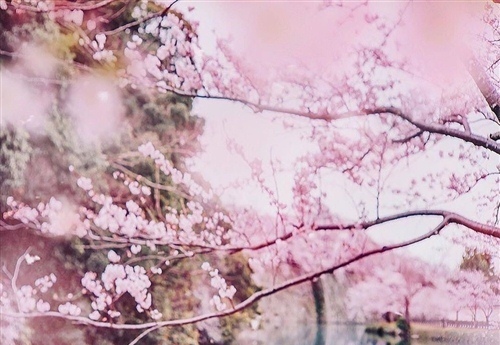 赏樱花的好心情说说 待到樱花烂漫时的说说